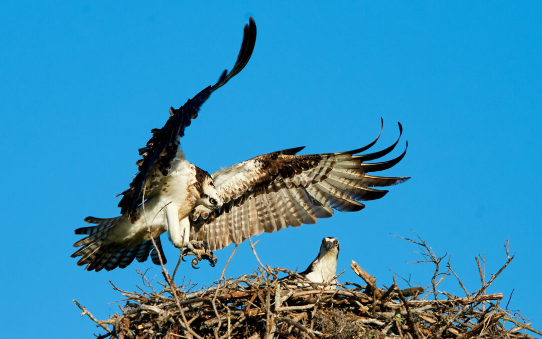 Wildlife Photography Florida: Bird Photography in Florida’s Winter Paradise