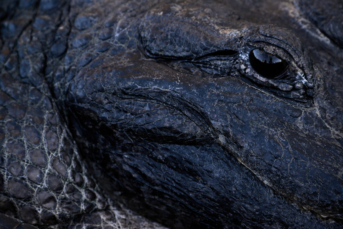 Alligator ganz nah