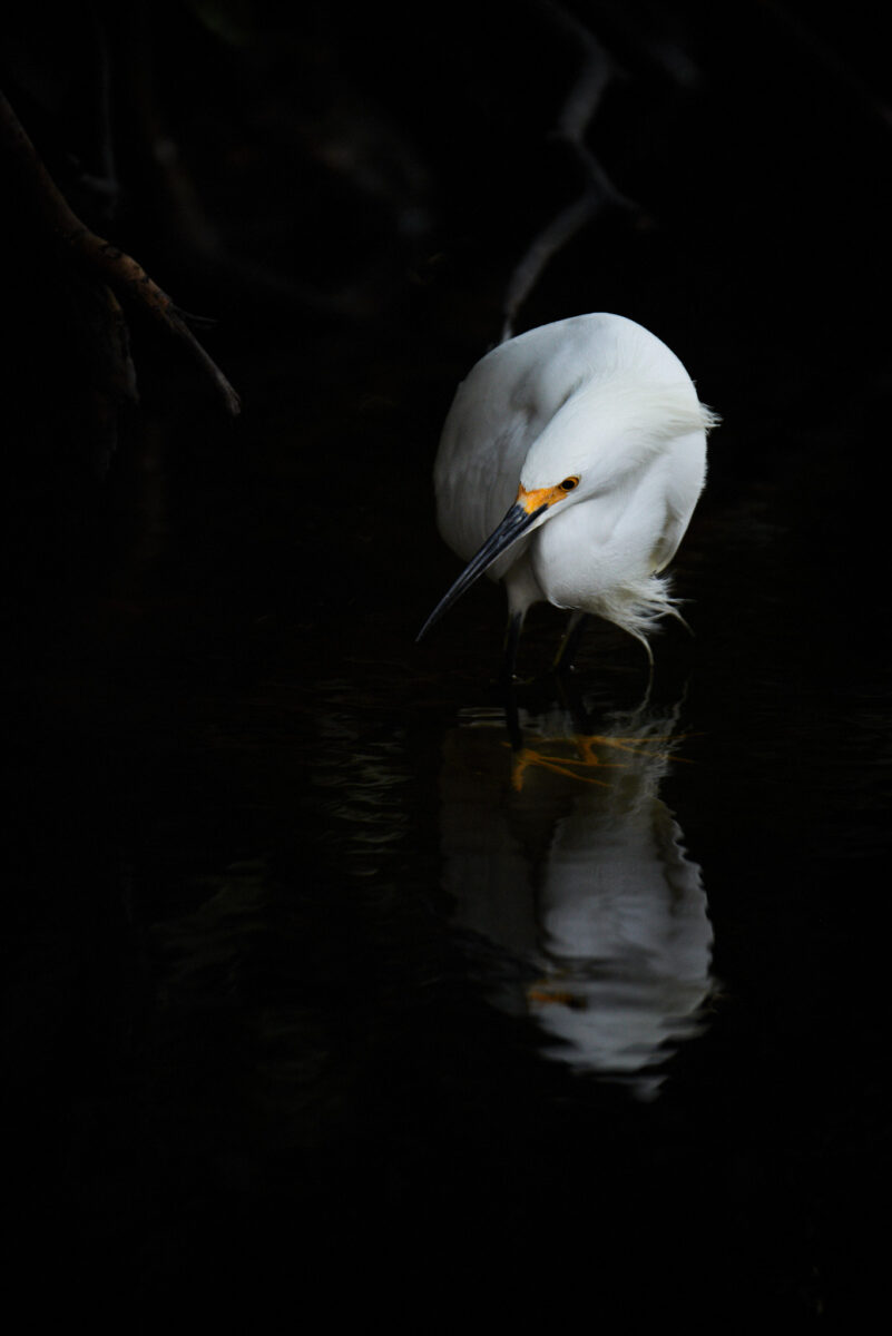 Seidenreiher im Mangrovensumpf