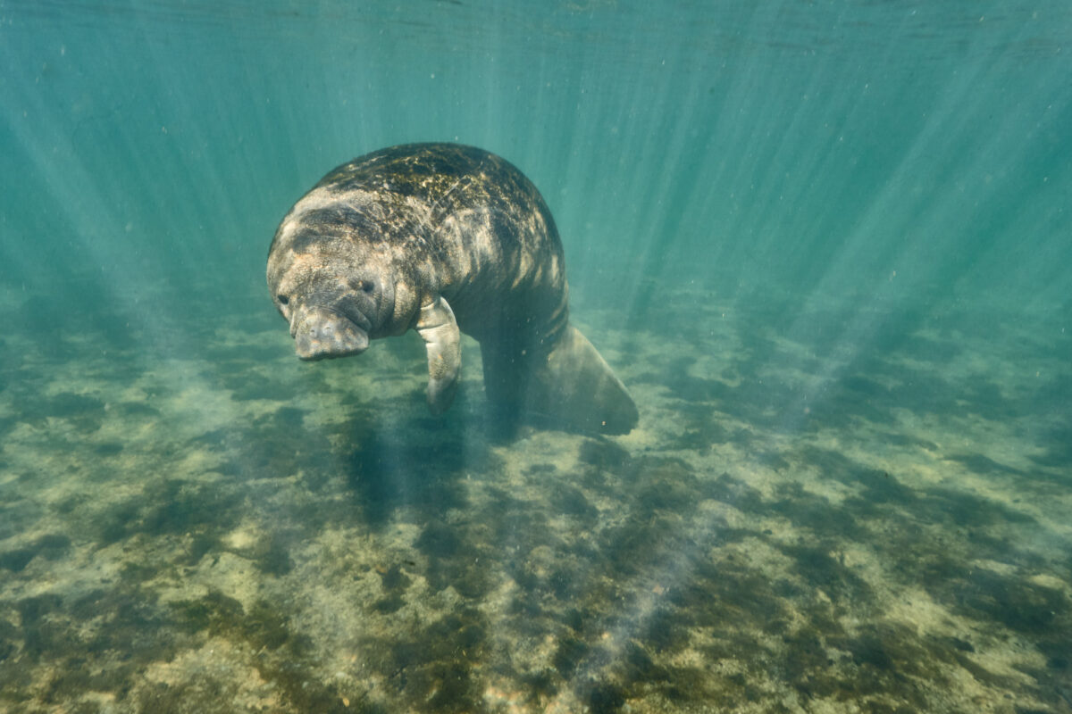 Manati im klaren Wasser