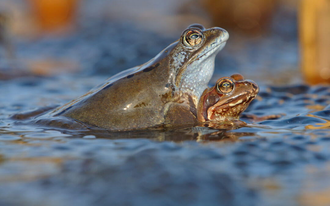 Spring Awakening in Hiding: My Date in the Spring Mud