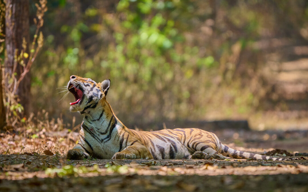 Tiger Safari in India: Why Kanha Convinced Me