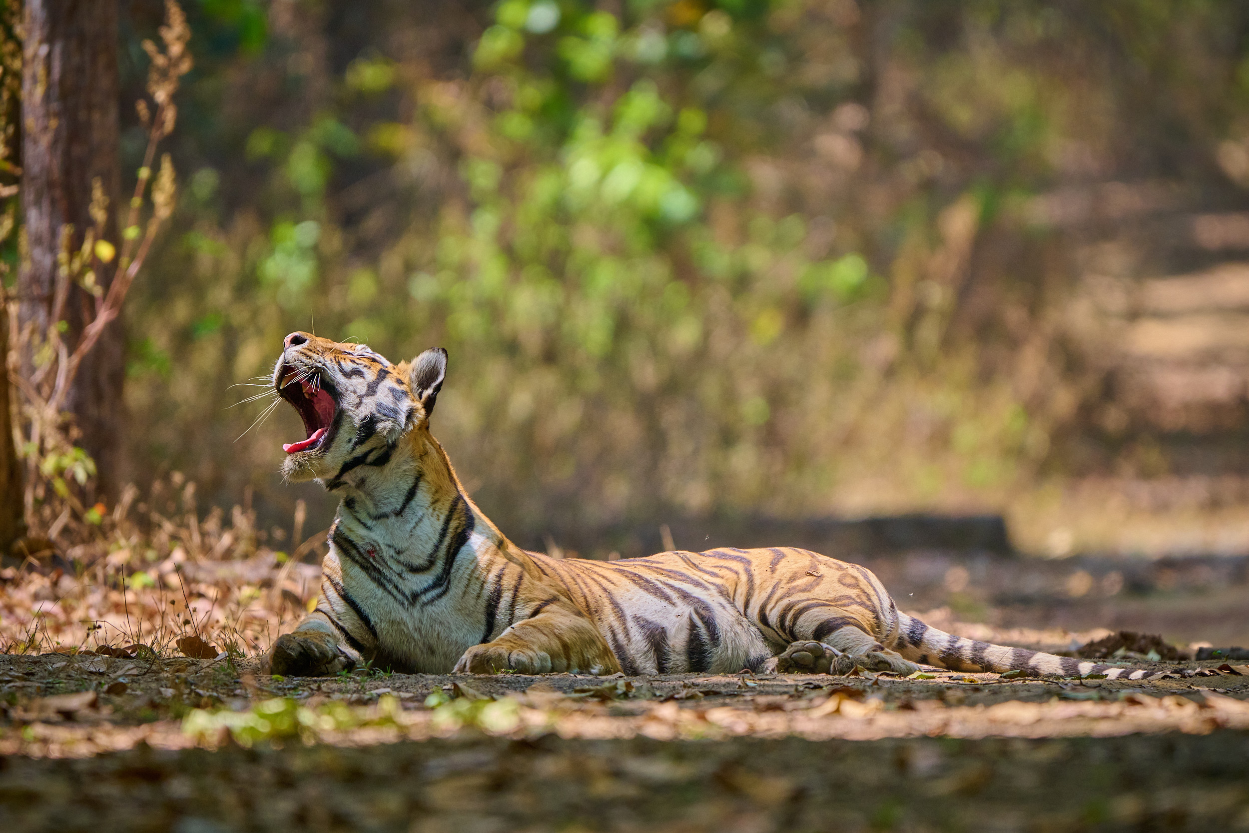 Tiger Safari in Indien: Warum Kanha mich überzeugt hat