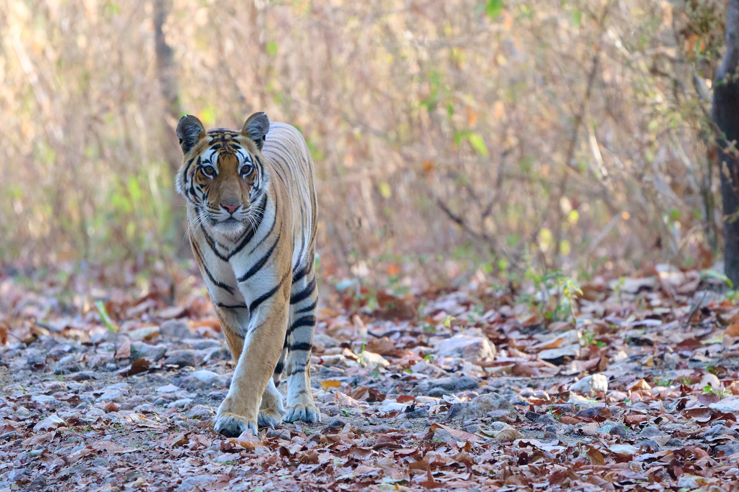 Tiger im Dschungel